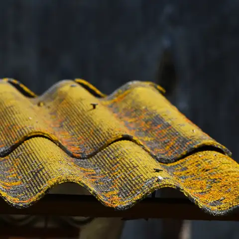 Lichen appears as flat, crusty patches.