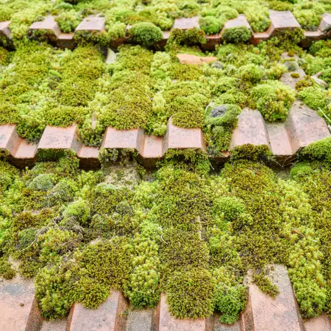 Moss forms a raised, cushion-like layer.